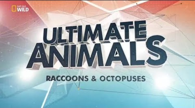 Muhteşem Canlılar / Rakun, Ahtapot, Fil, Orangutan, Karga Ve Kurt (Belgesel)